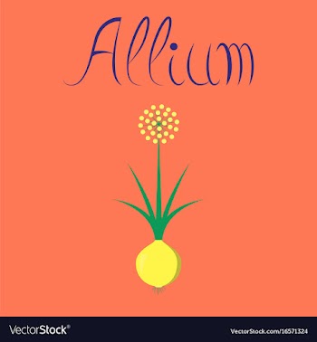 Flat on background plant allium vector image