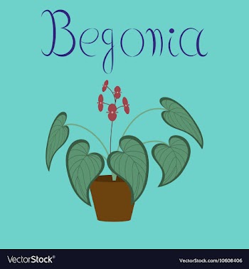 Flat on background plant Begonia vector image