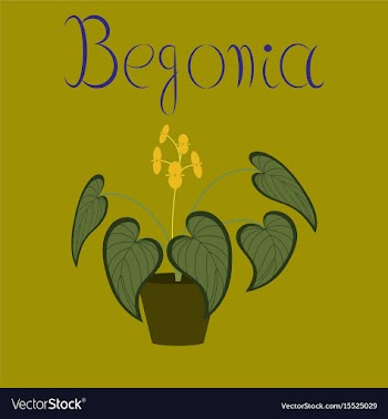 Flat on background plant begonia vector image