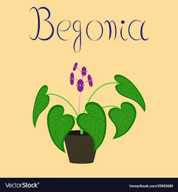 Flat on background plant begonia vector image