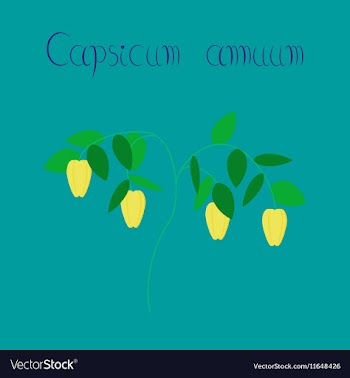 Flat on background plant capsicum vector image