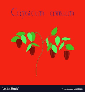 Flat on background plant capsicum vector image
