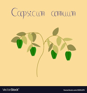 Flat on background plant capsicum vector image