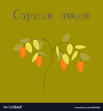 Flat on background plant capsicum vector image