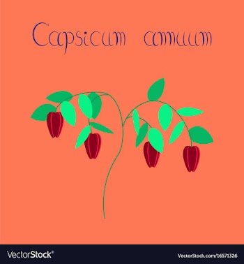 Flat on background plant capsicum vector image