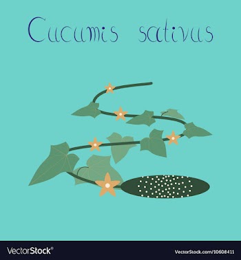 Flat on background plant Cucumis vector image