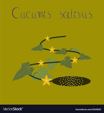 Flat on background plant cucumis vector image