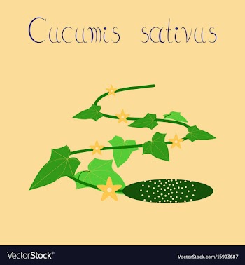 Flat on background plant cucumis vector image
