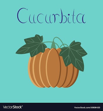 Flat on background plant Cucurbita vector image