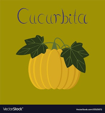 Flat on background plant cucurbita vector image