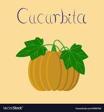 Flat on background plant cucurbita vector image