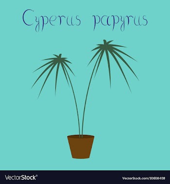 Flat on background plant Cyperus vector image