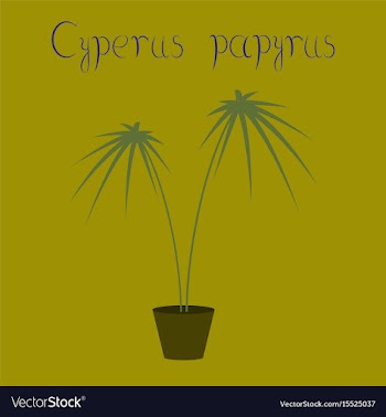 Flat on background plant cyperus vector image