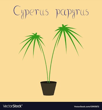 Flat on background plant cyperus vector image