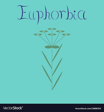 Flat on background plant Euphorbia vector image