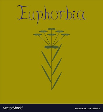 Flat on background plant euphorbia vector image