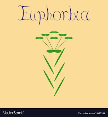 Flat on background plant euphorbia vector image