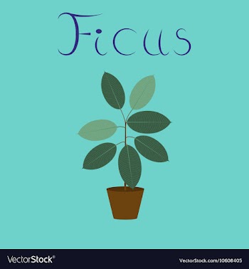 Flat on background plant Ficus vector image