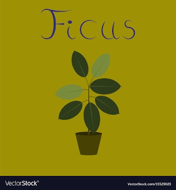 Flat on background plant ficus vector image