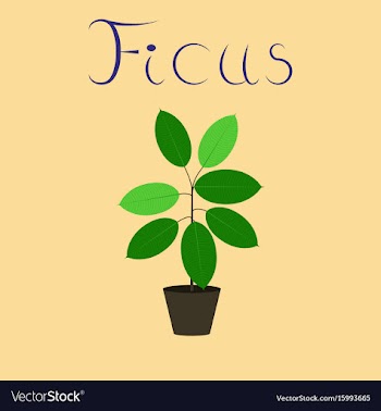 Flat on background plant ficus vector image