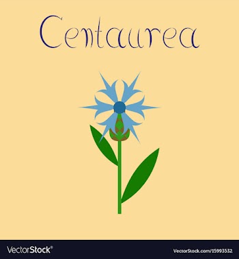 Flat on background plant flower vector image