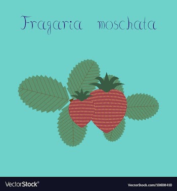 Flat on background plant Fragaria vector image
