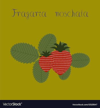 Flat on background plant fragaria vector image