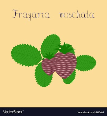 Flat on background plant fragaria vector image