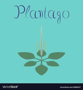 Flat on background plant Plantago vector image