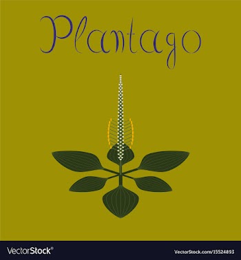 Flat on background plant plantago vector image