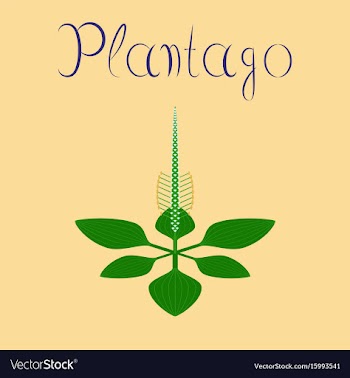Flat on background plant plantago vector image