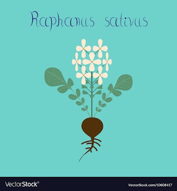 Flat on background plant raphanus vector image