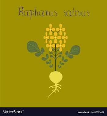 Flat on background plant raphanus vector image