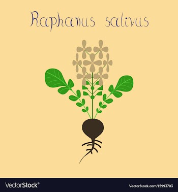 Flat on background plant raphanus vector image