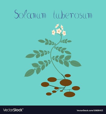 Flat on background plant Solanum vector image