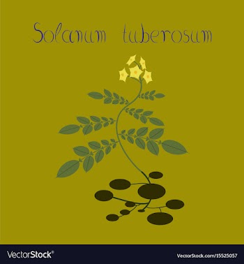 Flat on background plant solanum vector image