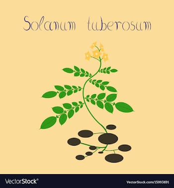 Flat on background plant solanum vector image