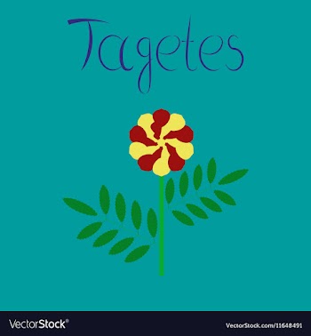 Flat on background plant tagetes vector image