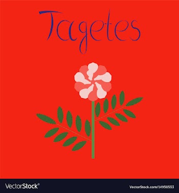 Flat on background plant tagetes vector image