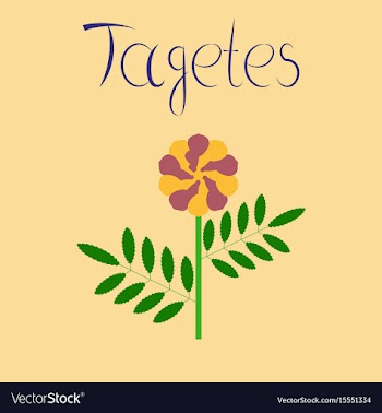 Flat on background plant tagetes vector image