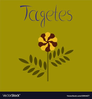 Flat on background plant tagetes vector image