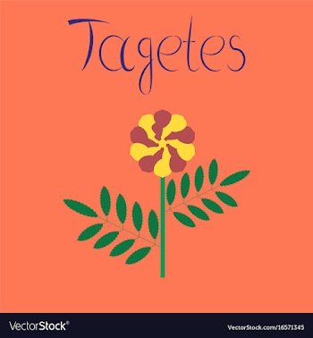 Flat on background plant tagetes vector image