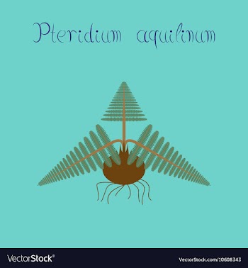 Flat on background Pteridium vector image