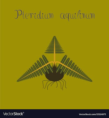 Flat on background pteridium vector image