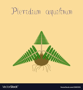Flat on background pteridium vector image