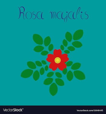 Flat on background rosa majalis vector image