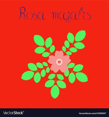 Flat on background rosa majalis vector image