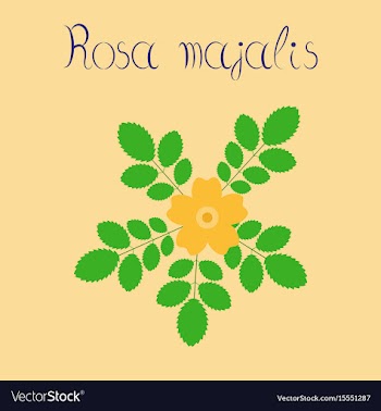 Flat on background rosa majalis vector image