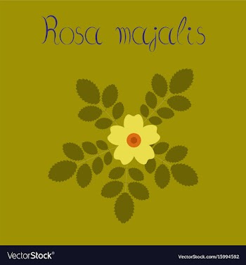 Flat on background rosa majalis vector image