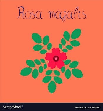 Flat on background rosa majalis vector image